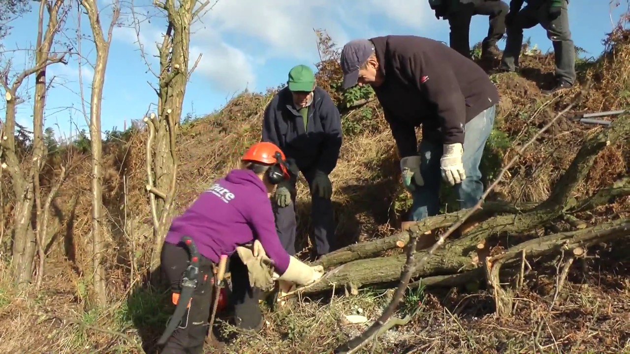 Summerhill Hedge Laying