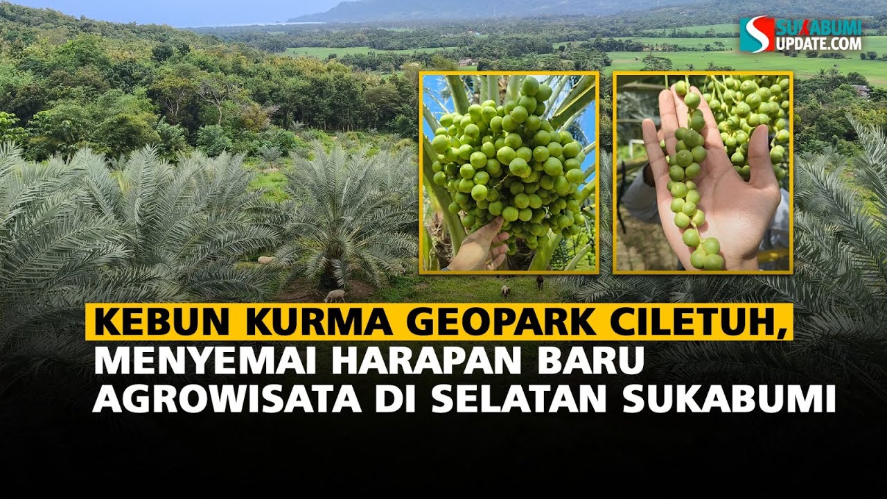 Kebun Kurma Geopark Ciletuh, Menyemai Harapan Baru Agrowisata di Selatan Sukabumi