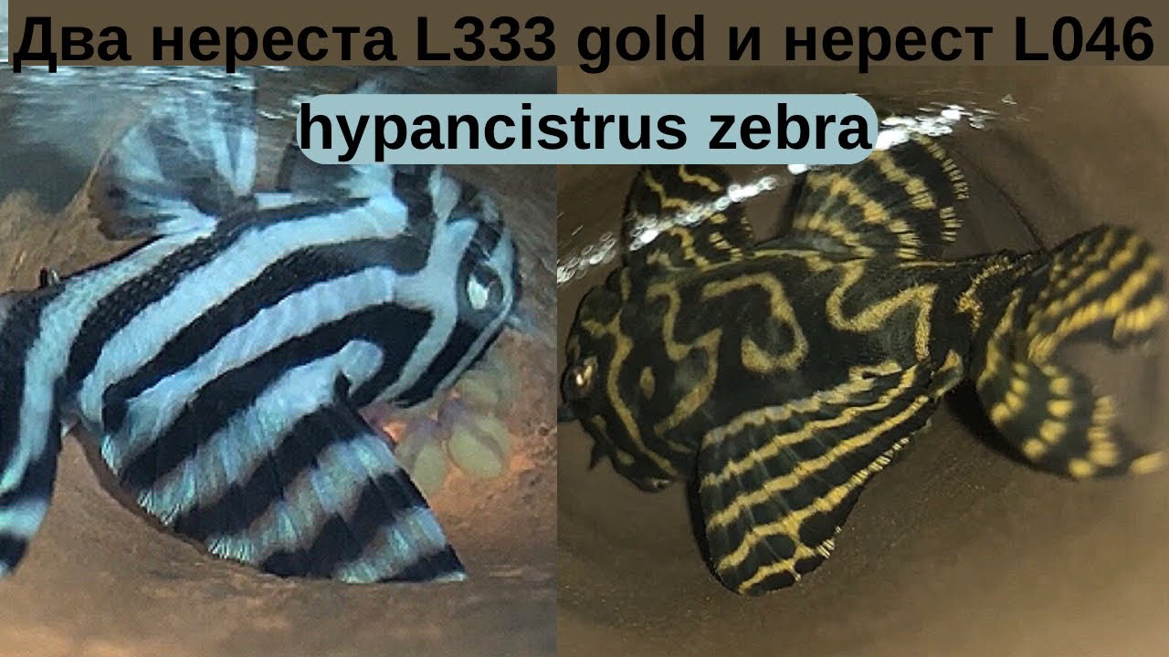 Два нереста L333 gold и нерест L046 hypancistrus zebra. Обзор купленной рыбы на акваферме.