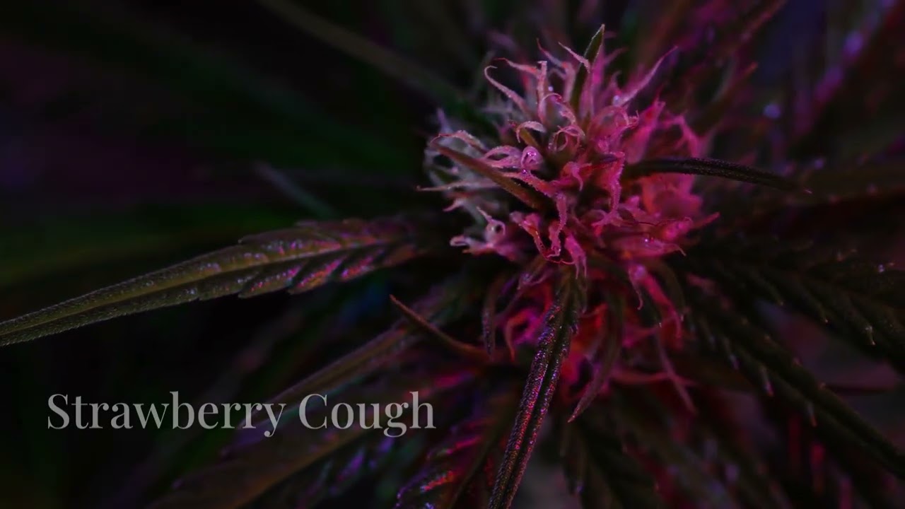 top 5 sativa strains