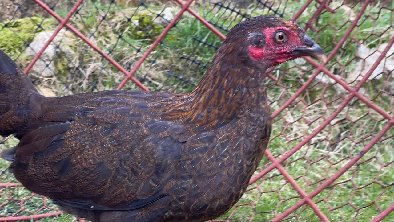 Pollas al Marcaje 