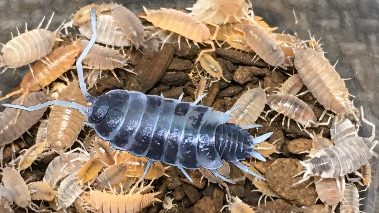 Porcellionides pruinosus Isopod Morphs!