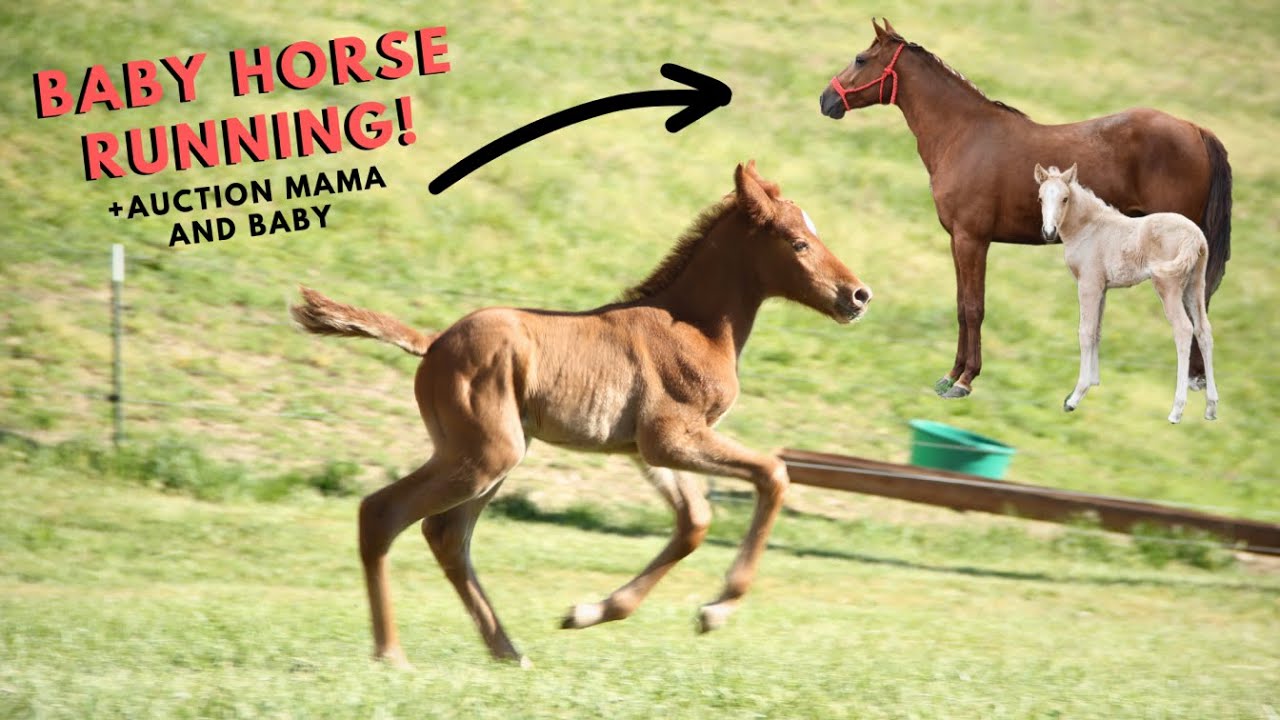 Baby Horse Explores Pasture + Auction Foal and Mama Quick Update