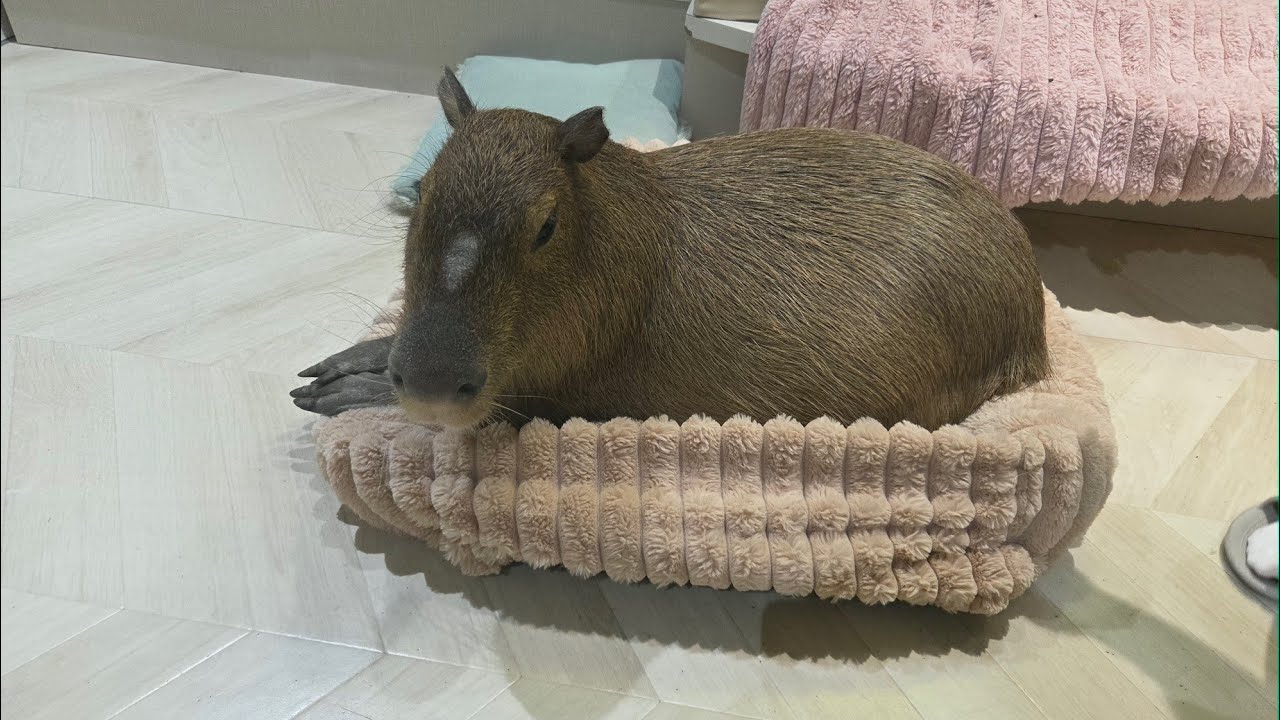 Kapibaralar Tokyoda. #capybara #hayvanlar #gezginler #hayvansevgisi #kedicikler #köpekler #kemiren 