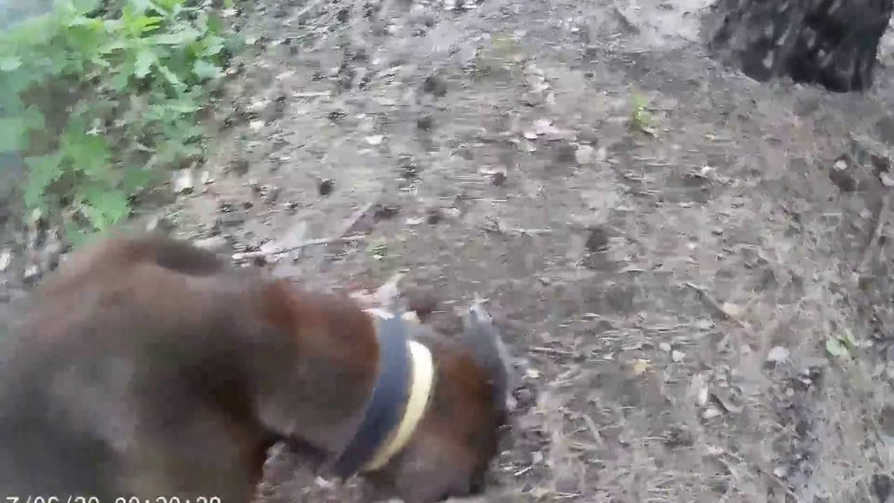 Posokowiec Bawarski na tropie