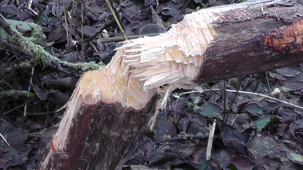 That was luck little beaver  - Das war knapp kleiner Biber
