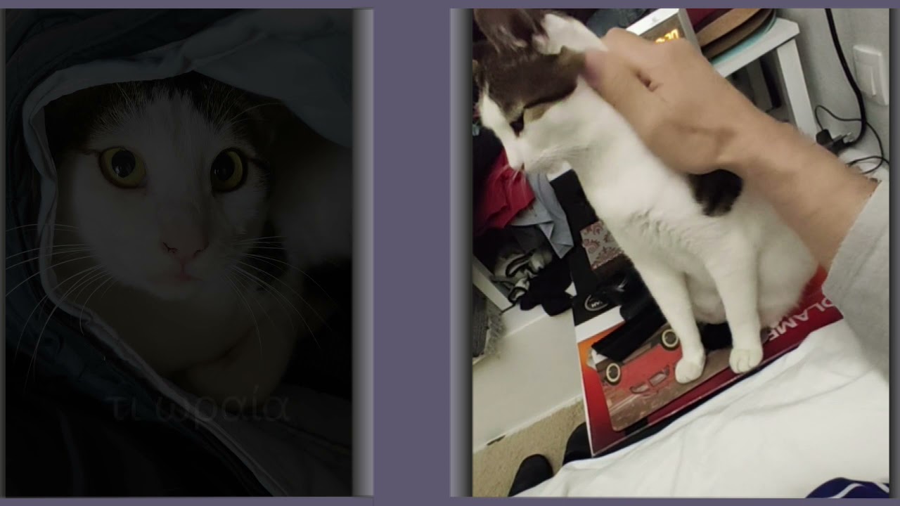 Ένας ξεχωριστός γάτος