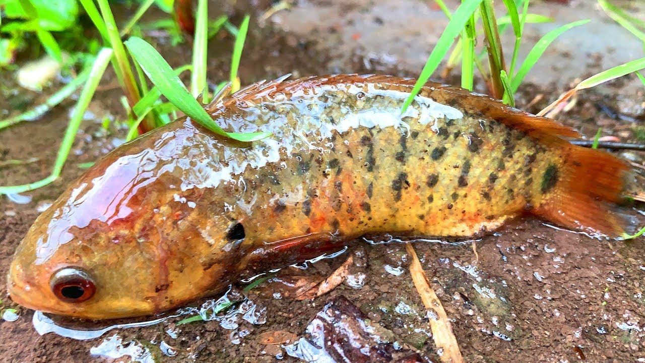 Amazing Rainy Day Fishing! Find & Catch Climbing Perch Fish in Reverse Water Ponds