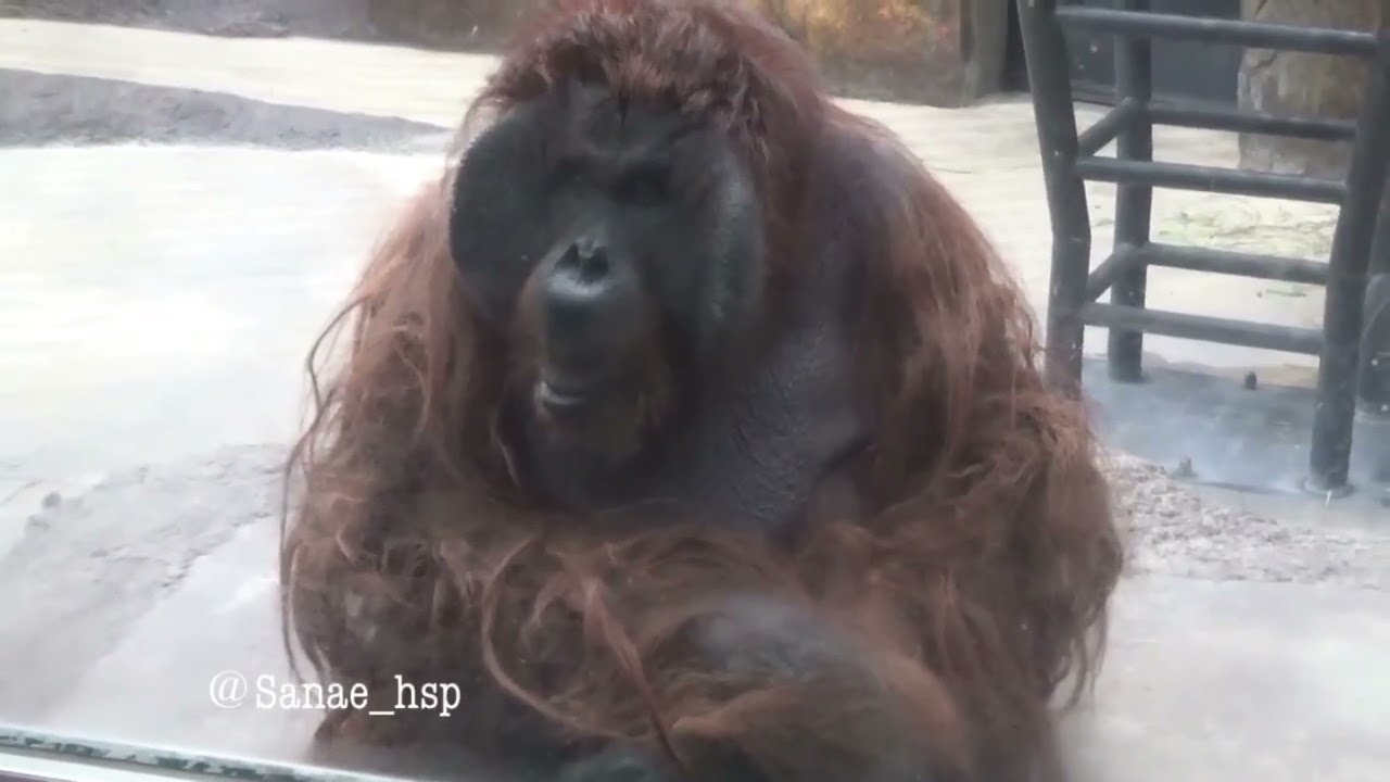 オランウータンのキュー　強さアピールするほど元気！　多摩動物公園　　🎥2026.2.26