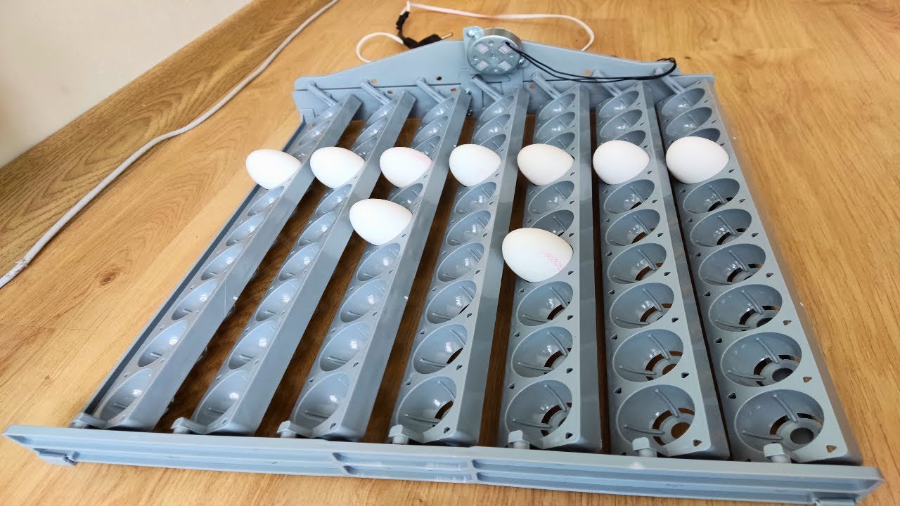 70’lik Kuluçka Viyölü Kurulumu 🥚 | Egg Incubator Tray Setup & Installation