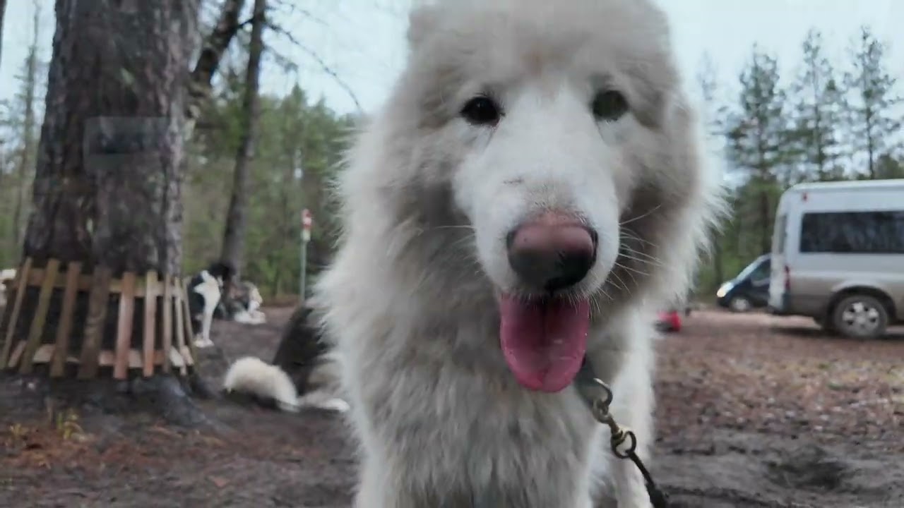 RigaTours lv Husky cart ride tour from Riga