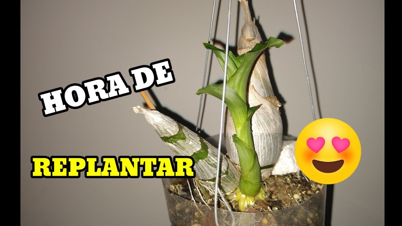 🔴 Os Catasetuns estão BROTANDO hora de REPLANTAR