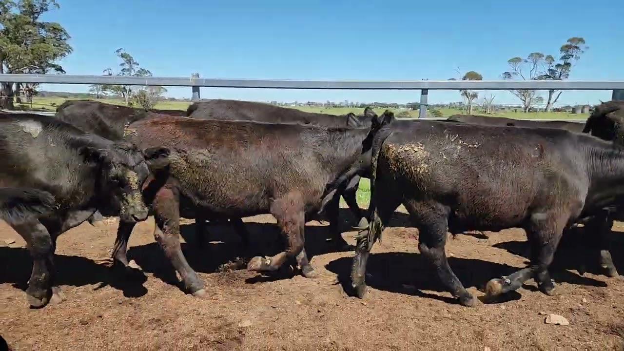 AC , D & A HEAGNEY,  38 ANGUS CROSS ANGUS STEERS 450 KG @ ASSESSMENT 