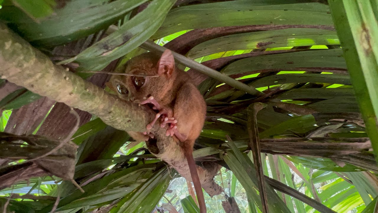 VISIT IN BOHOL TARSIER SANCTUARY | FIRST VIEWING #tarsier #boholsikatuna #bohol