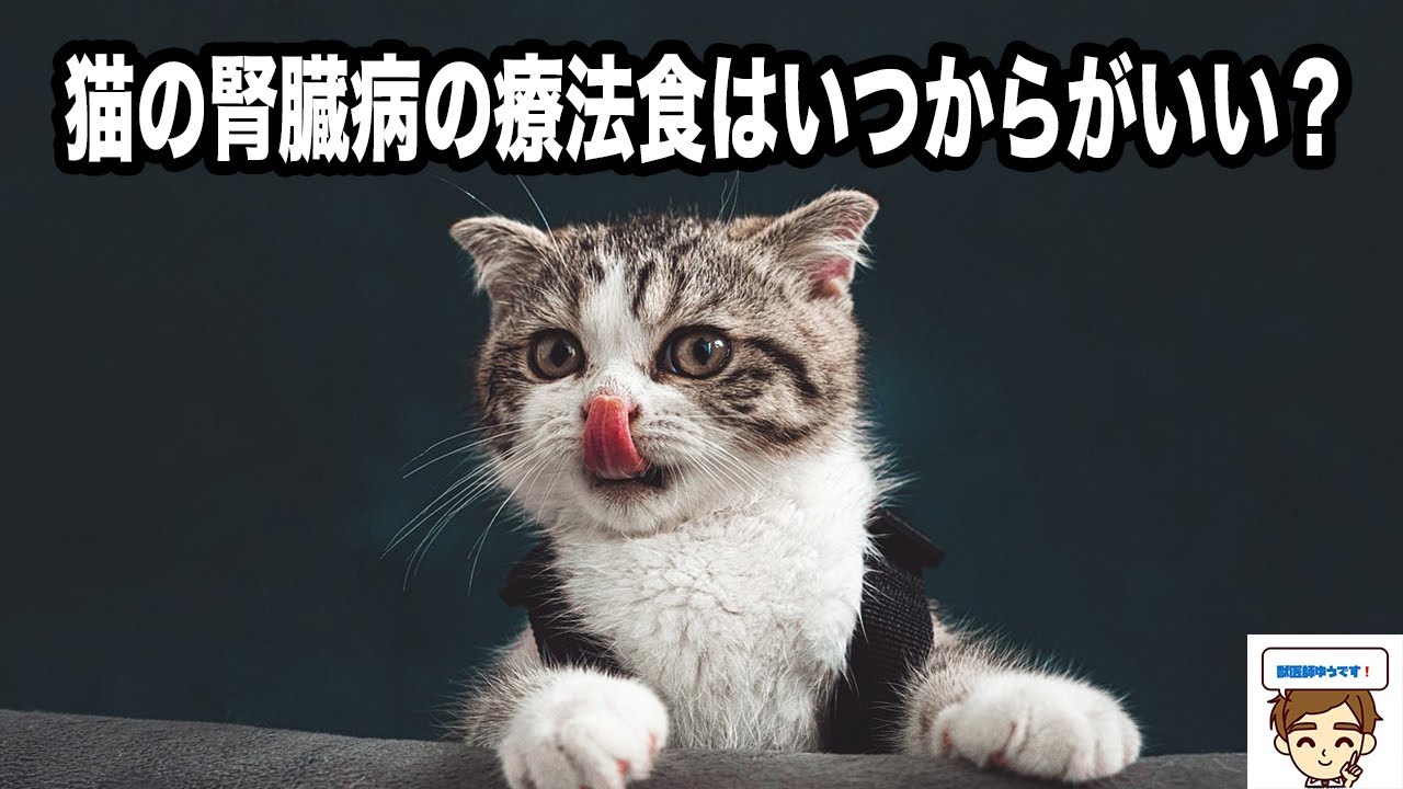 猫の慢性腎臓病の療法食はいつから食べるのがいいか〜IRISガイドラインを参考に〜