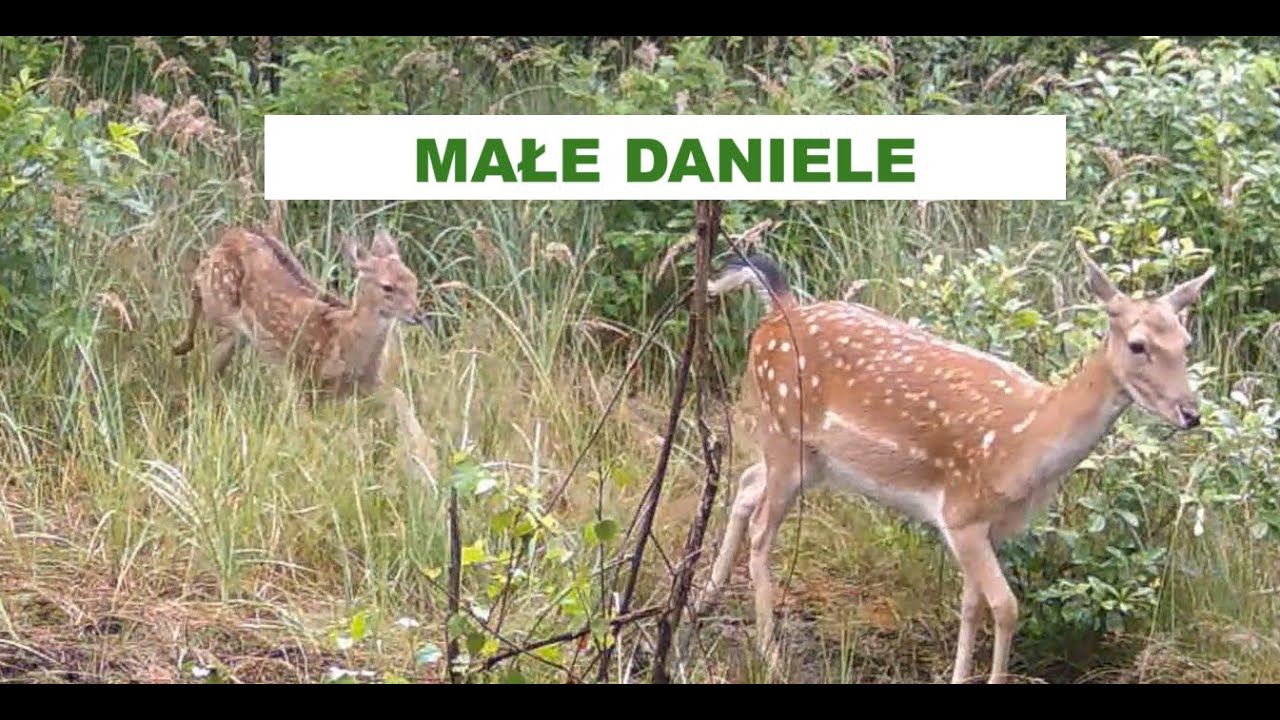 NOWE POKOLENIE DANIELI - MAŁE DANIELE PRZED FOTOPUŁAPKAMI