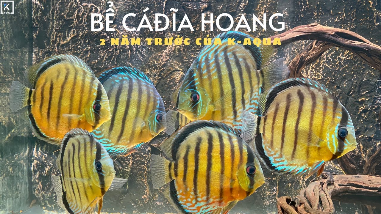 KỈ NIỆM CỦA CH&Uacute;NG T&Ocirc;I | BỂ C&Aacute; ĐĨA HOANG D&Atilde; (WILD DISCUS FISH) 2 NĂM TRƯỚC CỦA K-AQUA