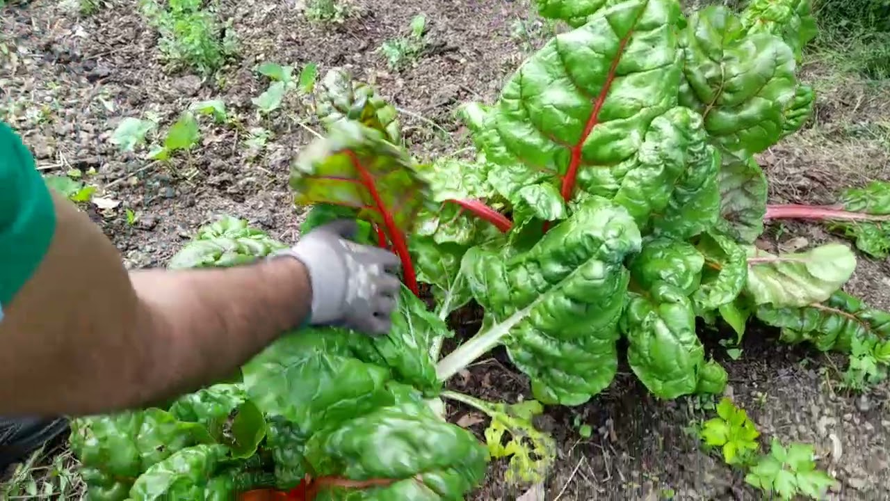 Noiler achizitii de plante perene comestibile