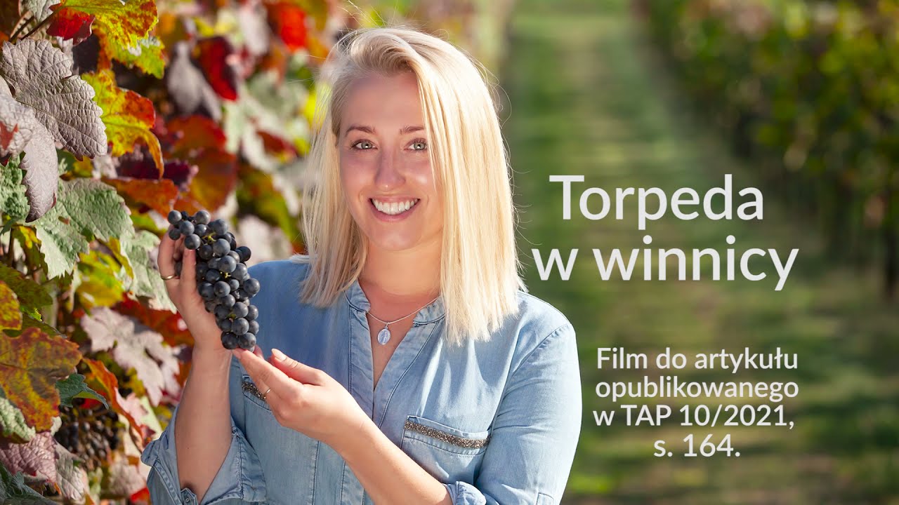 Torpeda w winnicy. Tak się uprawia winogrona!