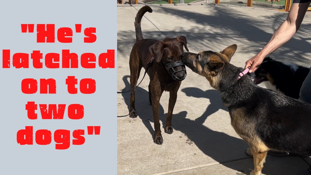 Aggressive and reactive Mexican street dog meets dogs