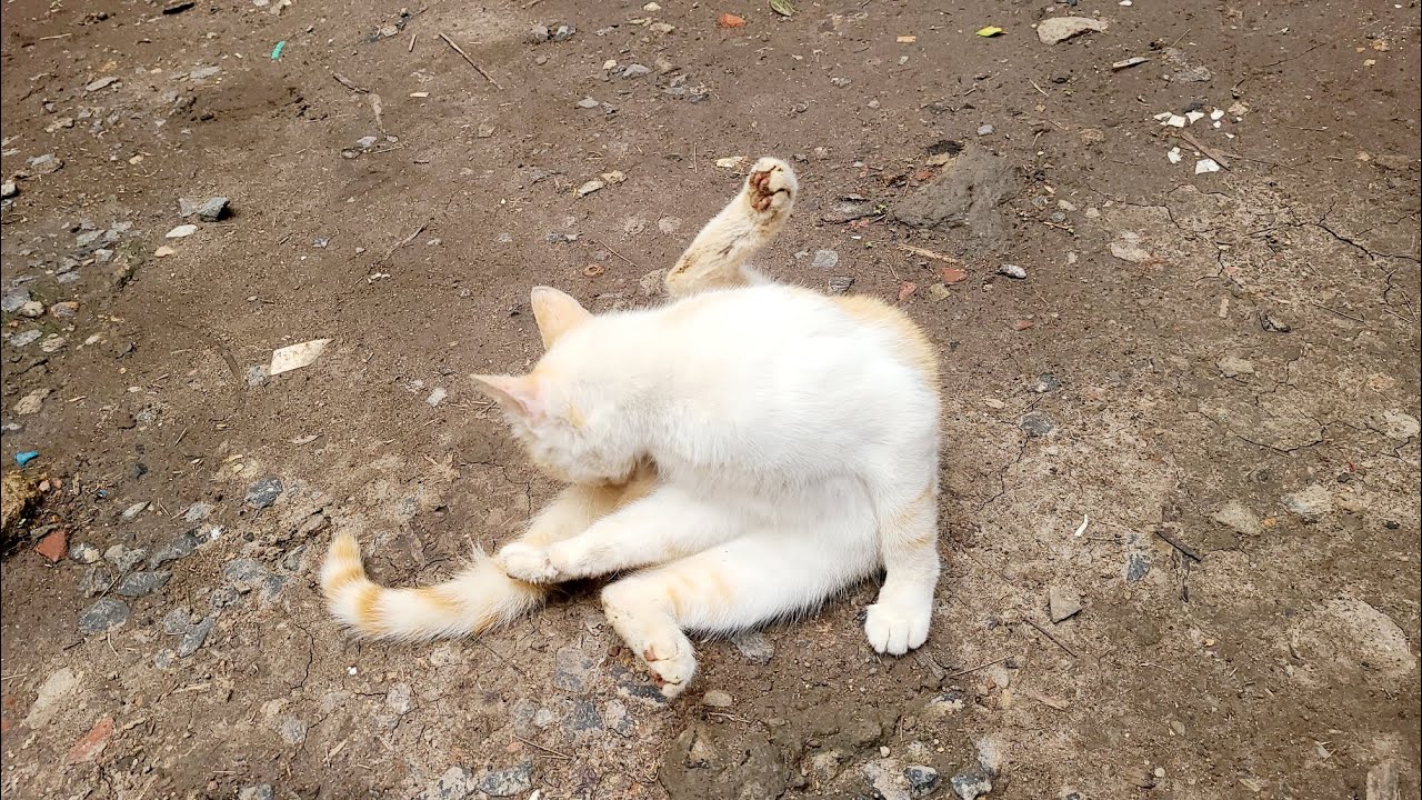 Cat life🐈, secretly filming 🎥 a CAT😻youtube video 📹 