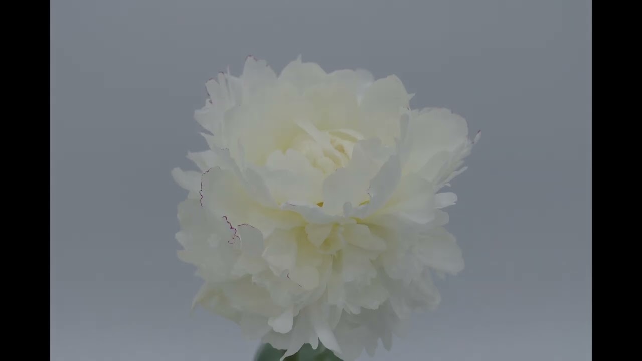 Mary E Nicholls Peony Root classic charm with a bold pink twist