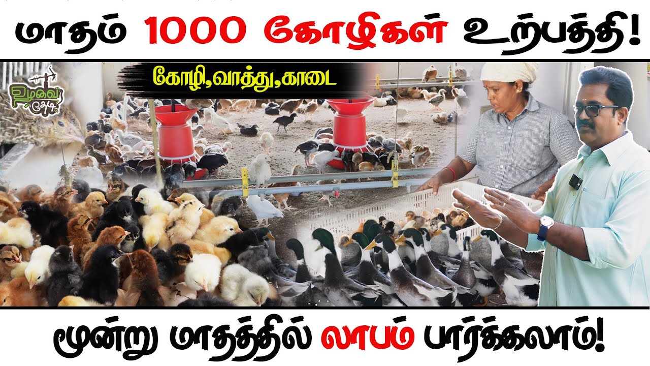 3 மாதத்தில் லாபம் பார்க்கலாம்! கோழி,வாத்து,காடை வளர்ப்பு! #kozhivalarpu #chick #duck #quail #farm