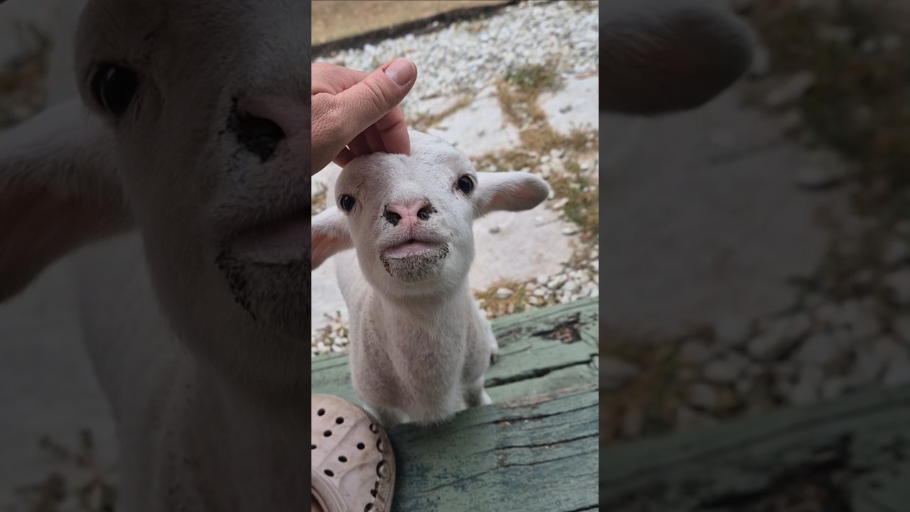 Lamb Feeding 🍼🐏 