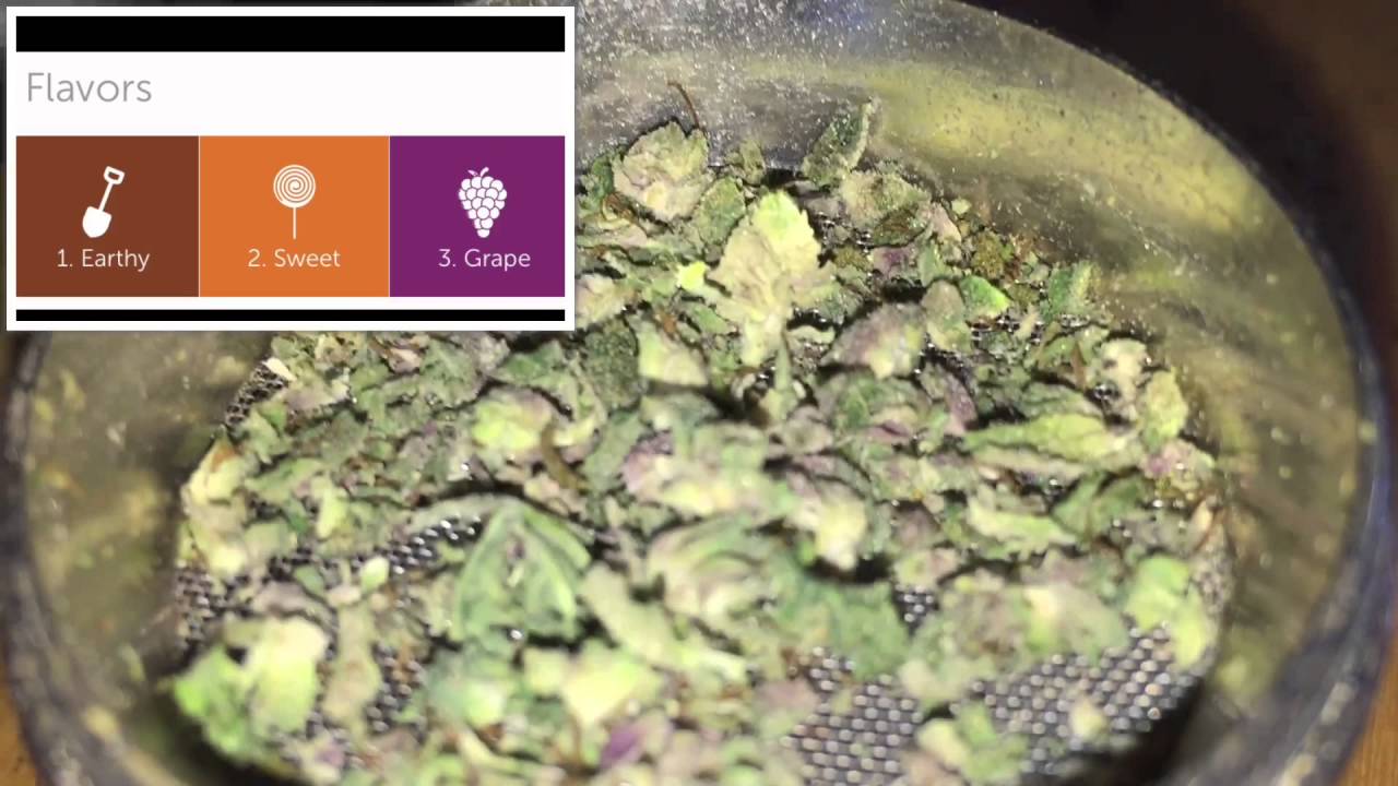 Strain info:Purple Kush