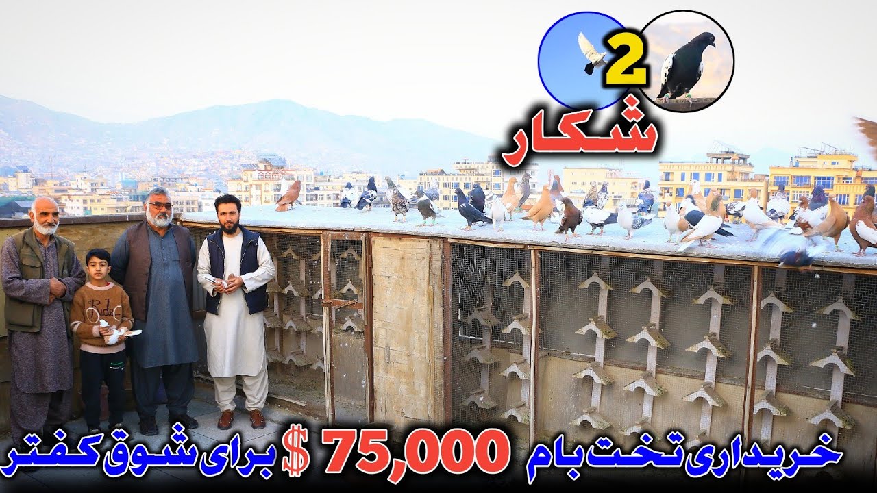 2 شکار | شوق تا شوق خریداری تخت بام 75,000 $ دالری برای عشق کفتر | شکار از سر ریز فرار کرد 👀