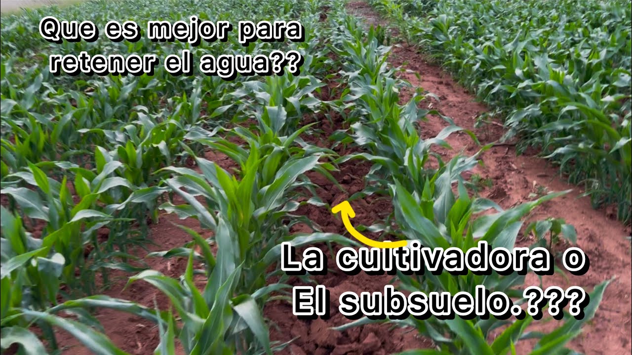 SE ESTÁN SECANDO LAS MILPAS POR FALTA DE AGUA. COMO RETENER MÁS AGUA EN TU PARCELA..??
