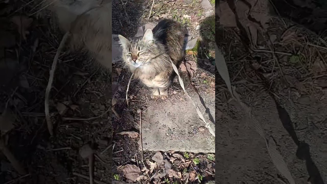 Котик 