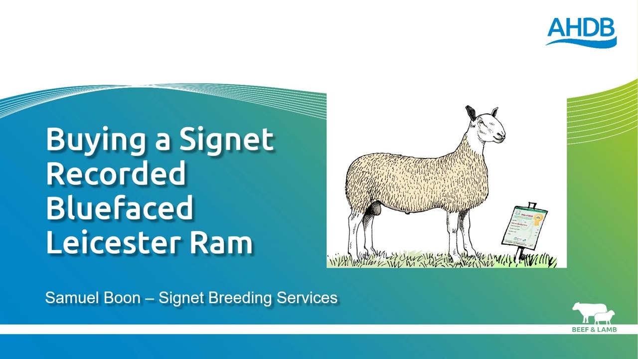 Buying a Signet Recorded Bluefaced Leicester Ram