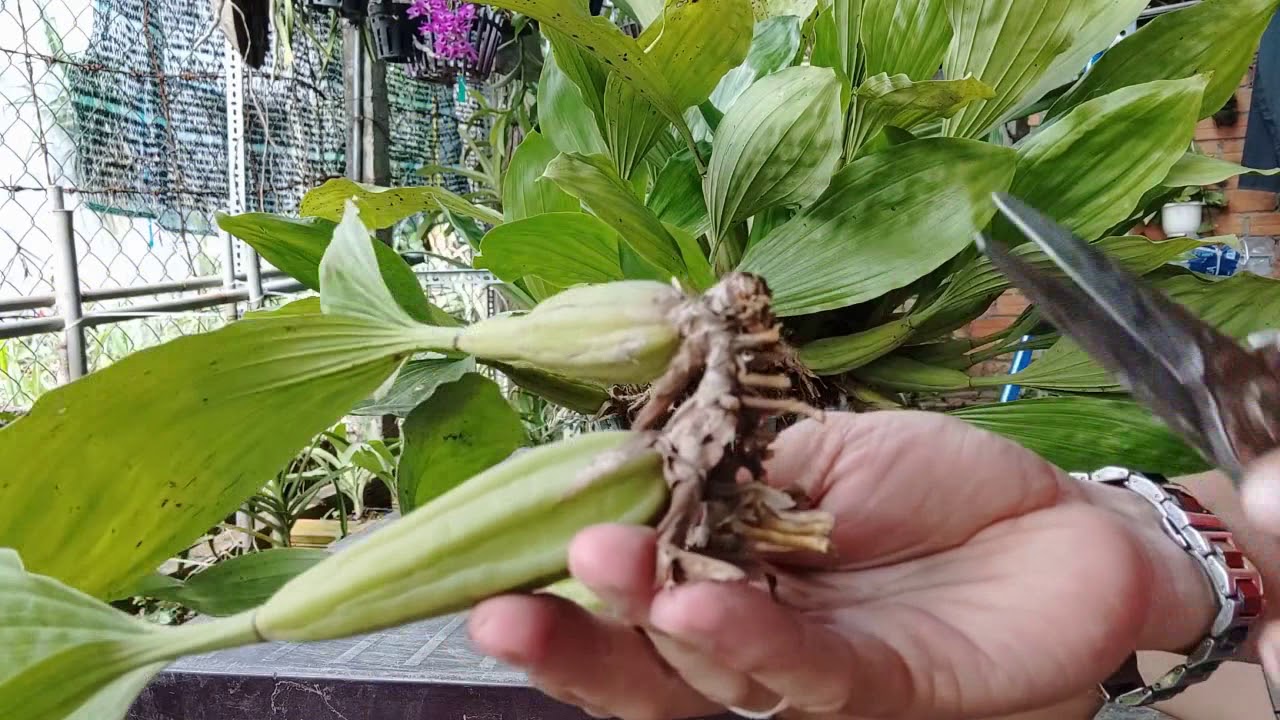 Hướng dẫn tách và trồng lan Thanh Đạm Indo cho người mới chơi.