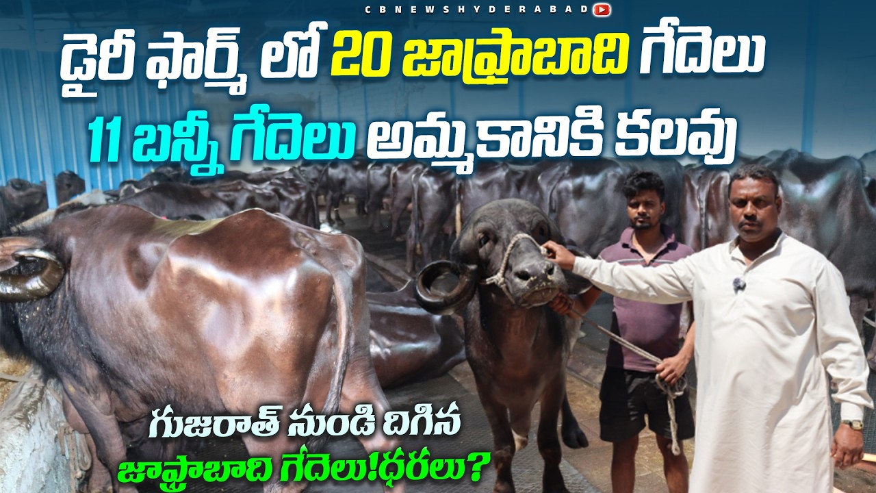 20 జాఫ్రాబాది గేదెలు 11 బన్నీ గేదెలు అమ్మకానికి కలవు|హైదరాబాద్ లో దిగిన గుజరాత్ గేదెలు|Bunny |CBNews