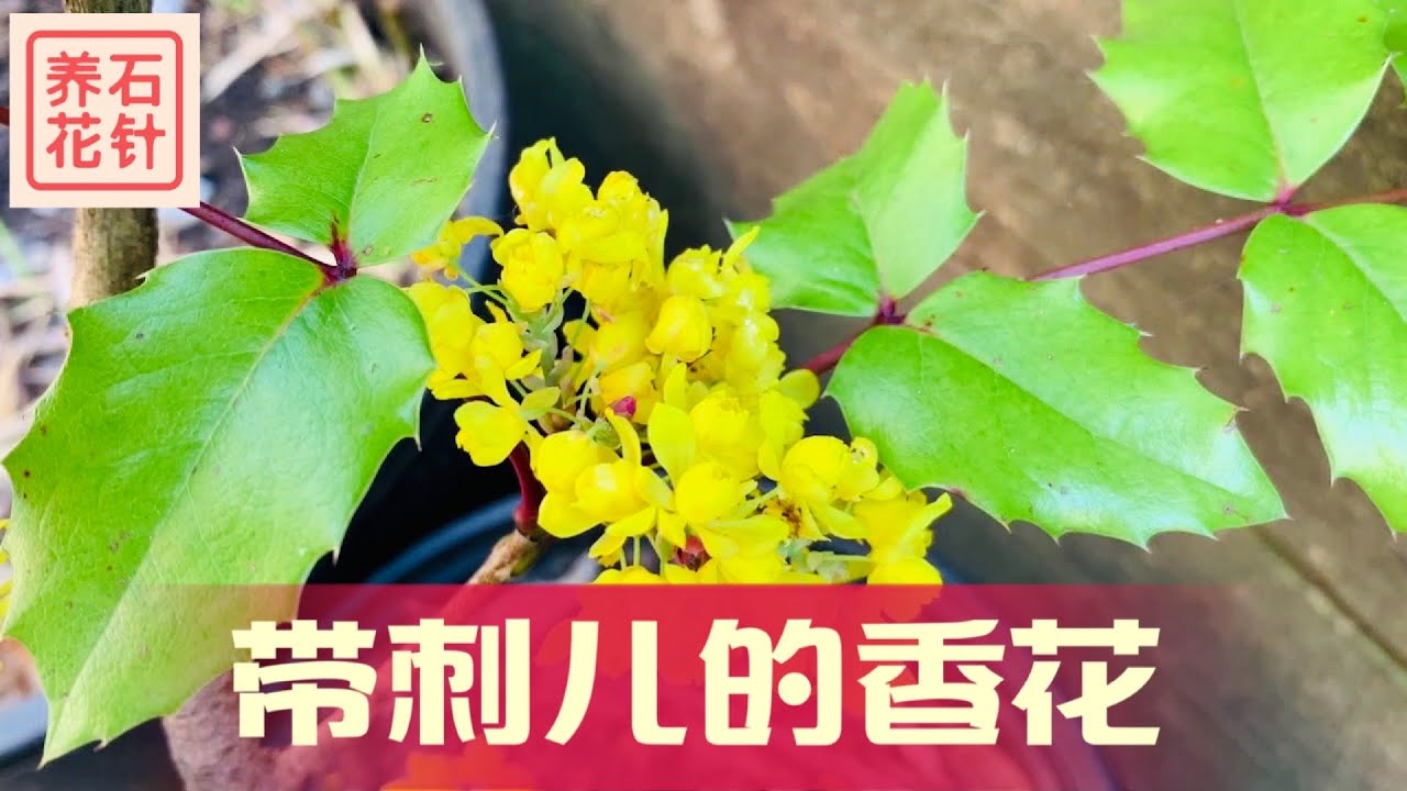 香花常青花园灌木 - 俄勒冈葡萄，分享养护小经验 - Mahonia - Oregon Grape