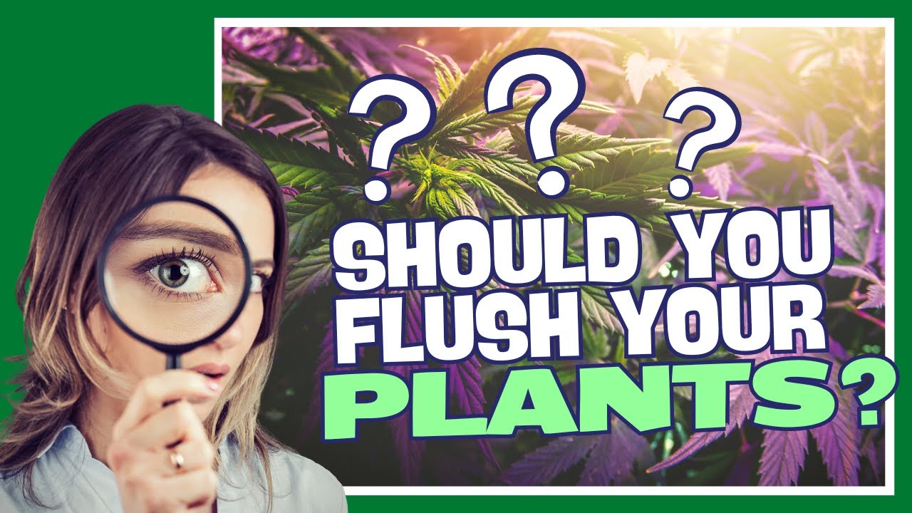 Should You Flush Your Plants Before Harvesting?