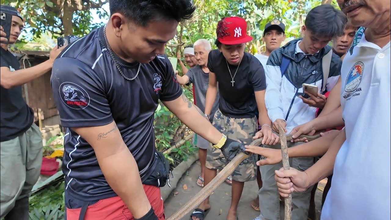 COBRA SA LOOB NG BAHAY HALUS ARAW ARAW NILANG KASAMA #cobraprince 