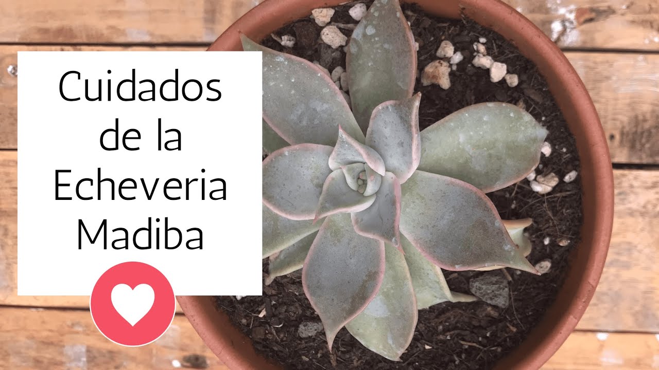 Cómo cuido a mi echeveria Madiba 👩‍🌾 Cómo la propago, riego y cuánto sol tienen.
