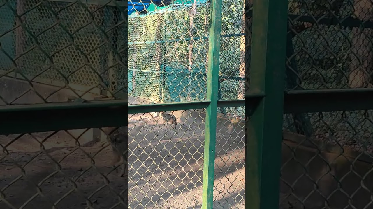 #goldenfox