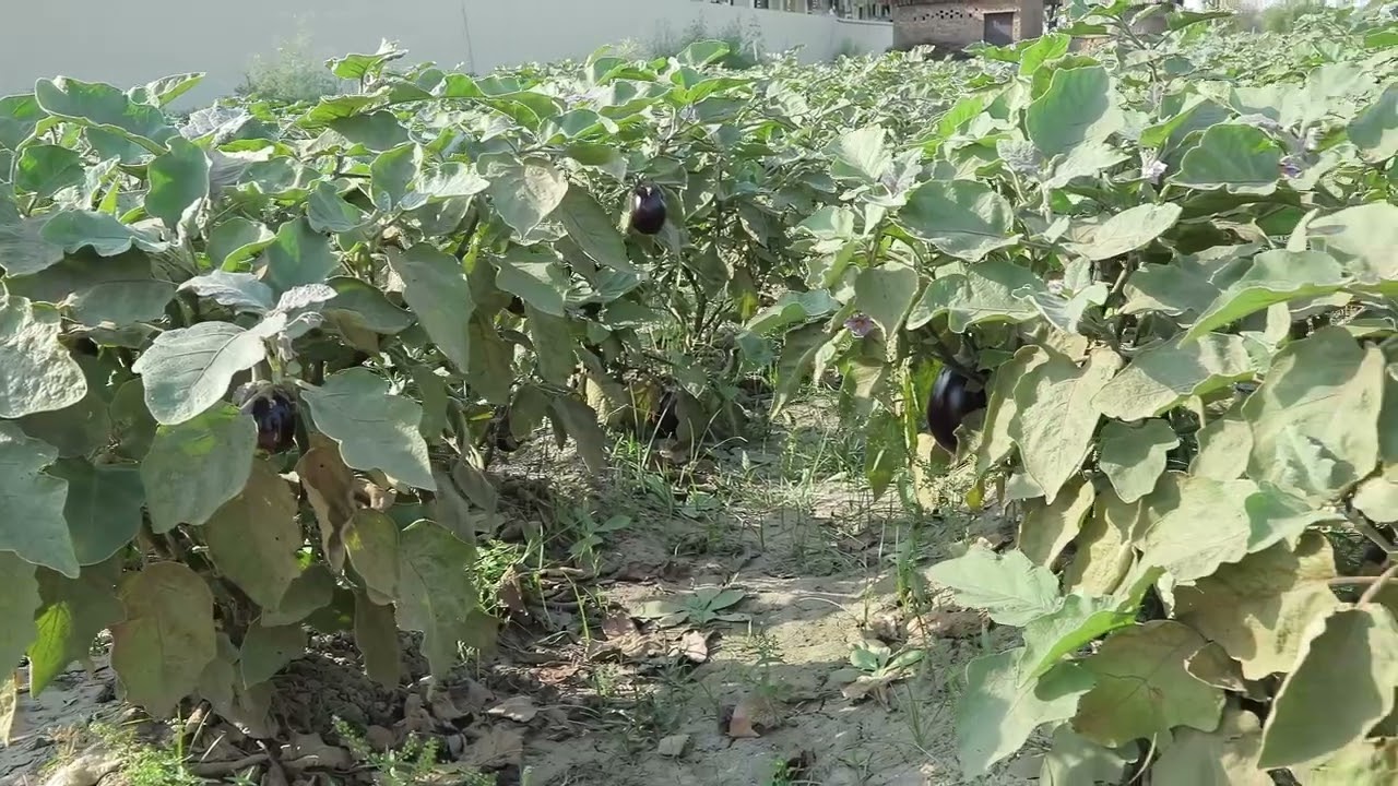 GSD ORGANICS making neem khali / vermicompost for , fruit ,vegetables and home gardenin