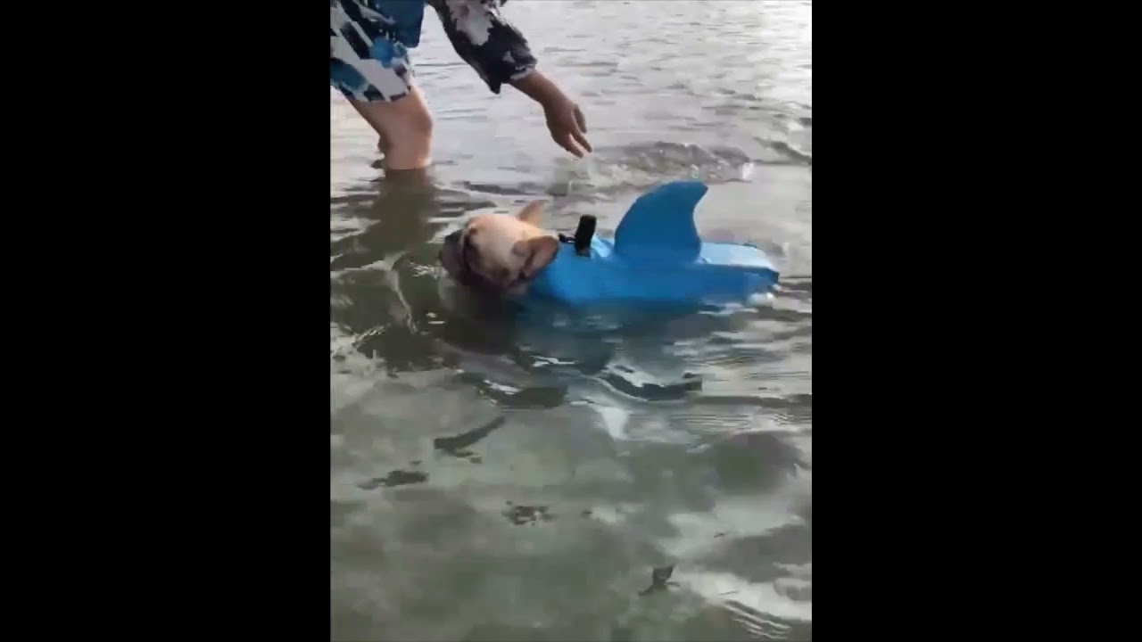 Buzz Pet &trade; Dog Shark Life Vest