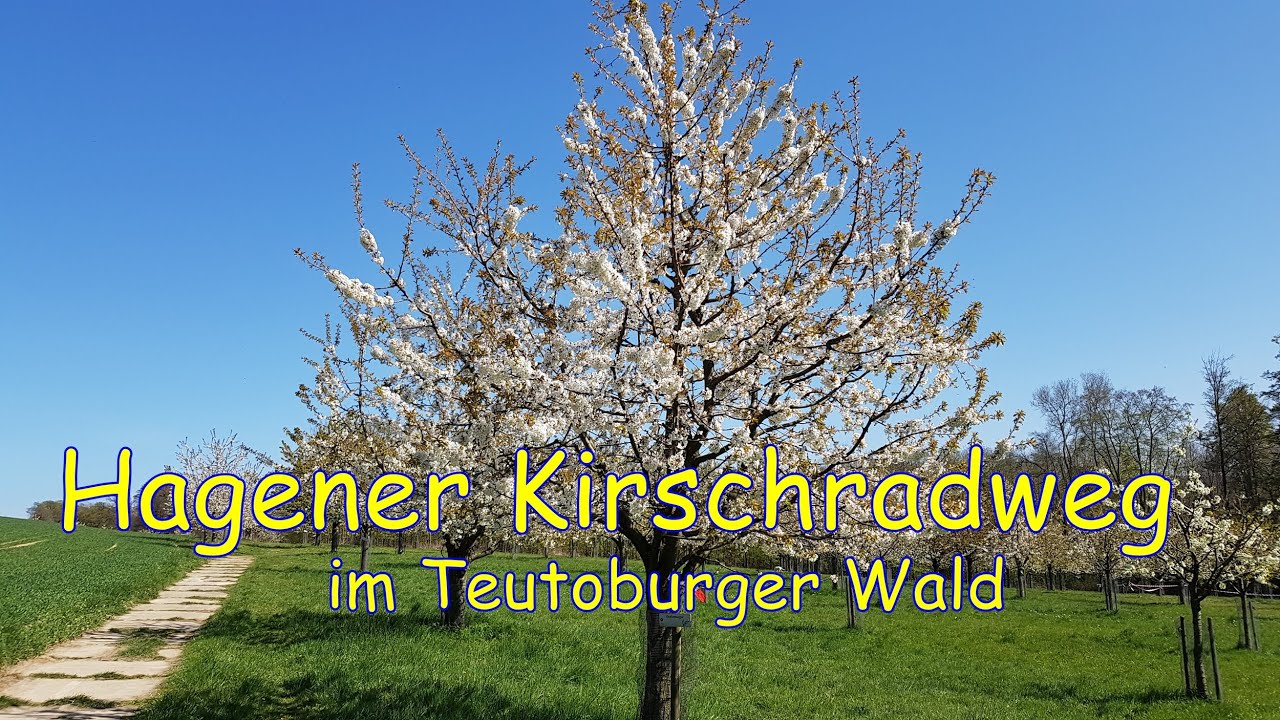 Hagener Kirschradweg zur Blütezeit im Osnabrücker Land am Teutoburger Wald