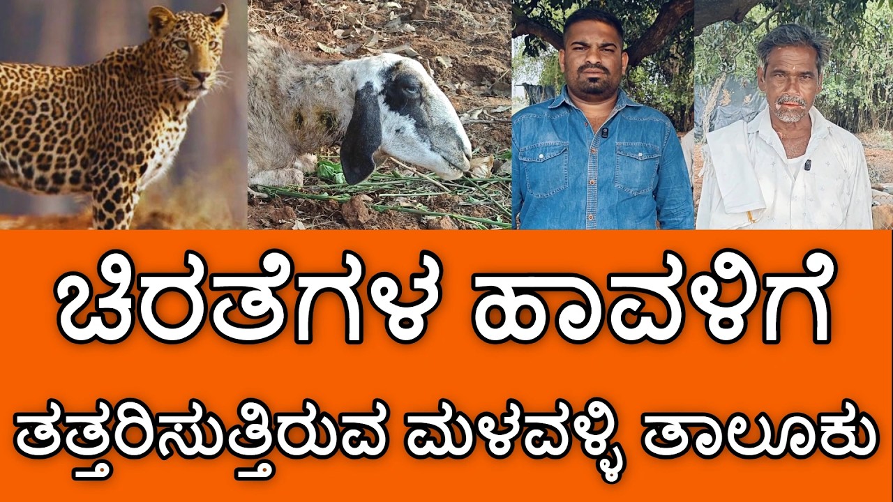 ಚಿರತೆಗಳ ಹಾವಳಿಗೆ ತತ್ತರಿಸುತ್ತಿರುವ ಮಳವಳ್ಳಿ ತಾಲೂಕು! | Leopard Attack | Malavalli |
