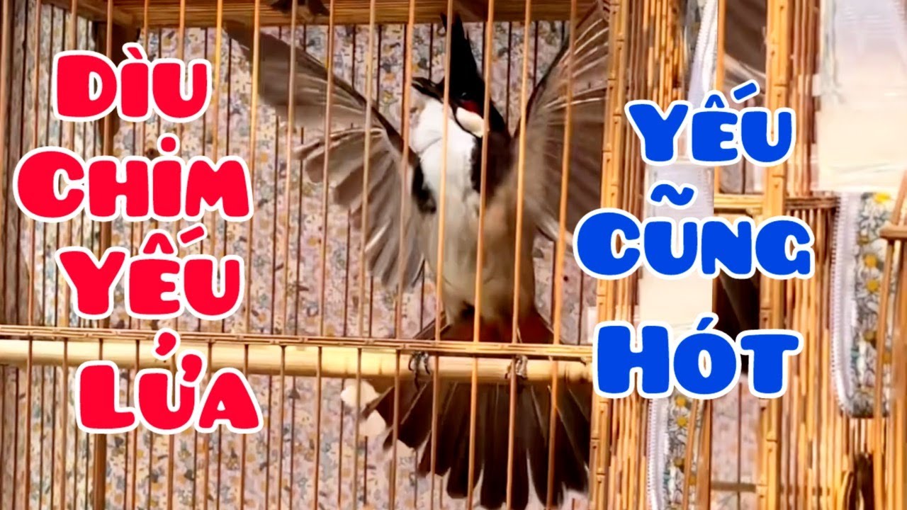 Tiếng Chào Mào Hót Kích Bổi Nhanh Căng Lửa. Luyện Chào Mào Hót Đấu Lên Lửa Cực Nhanh
