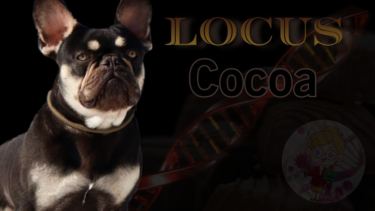 🧬LOCUS CO 🧬 genética canina. Color Cocoa.