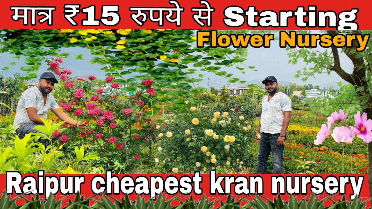 Raipur cheapest kran nursery