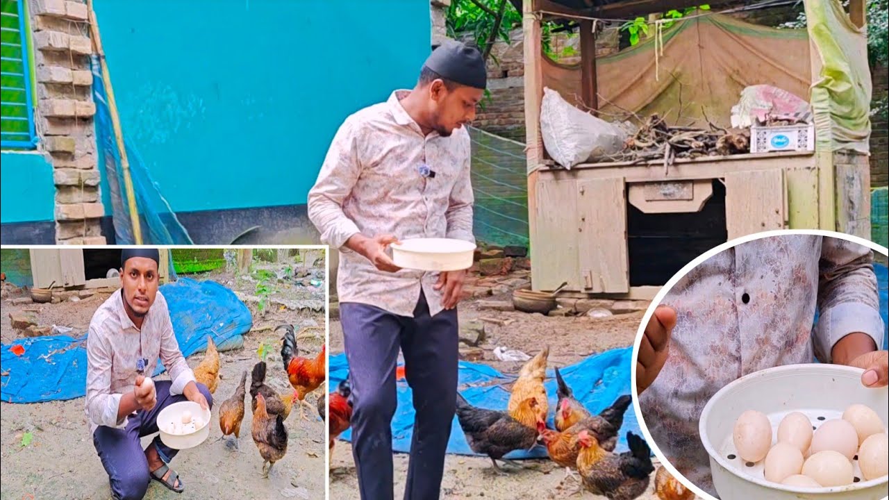ডিমের জন্য হলেও দেশি মুরগি পালন করা লাভজনক।। তবে ছেড়ে পালতে হবে...