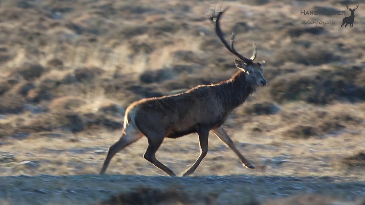 Afwerpen stang edelhert