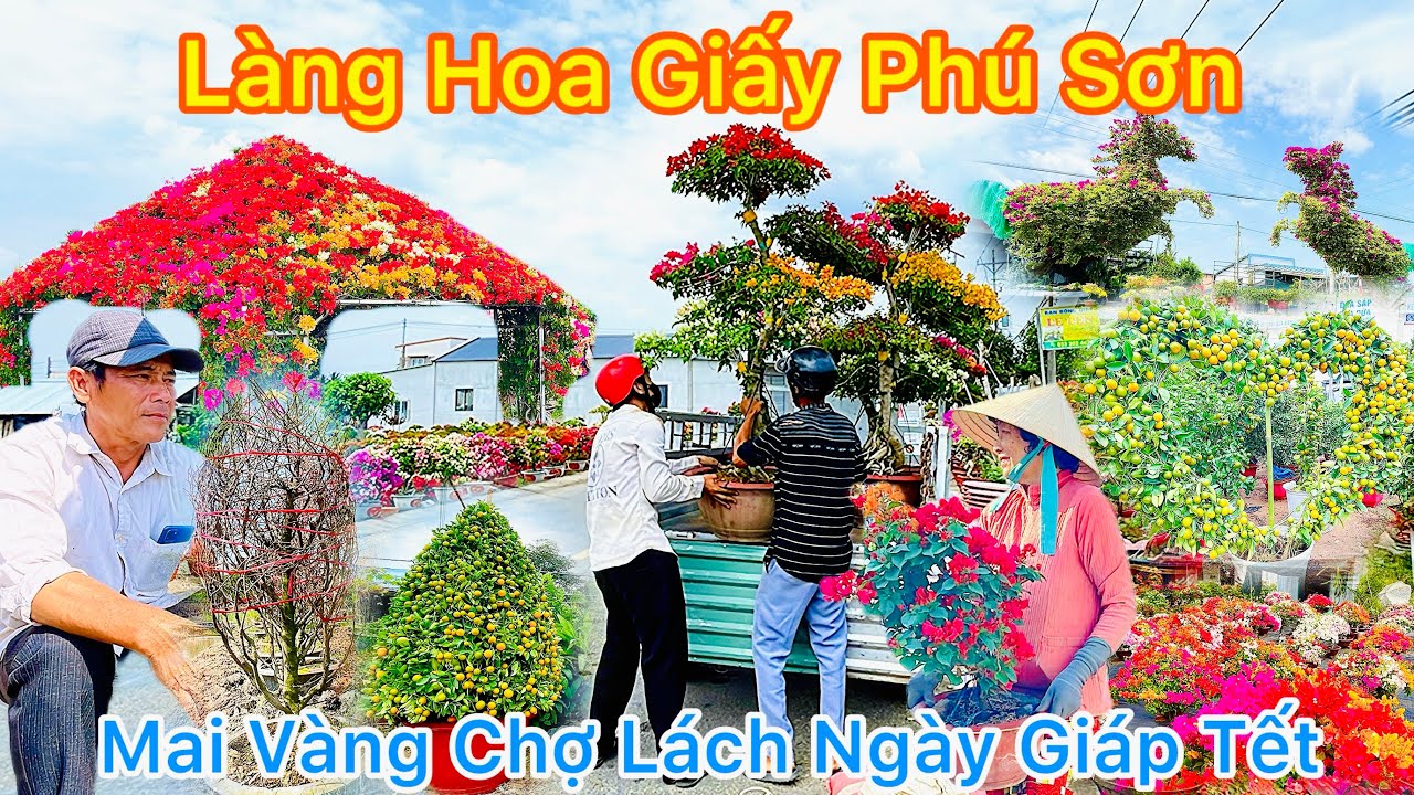 Làng Hoa Giấy Phú Sơn Mai Vàng Chợ Lách Ngày Giáp Tết || TDLVL